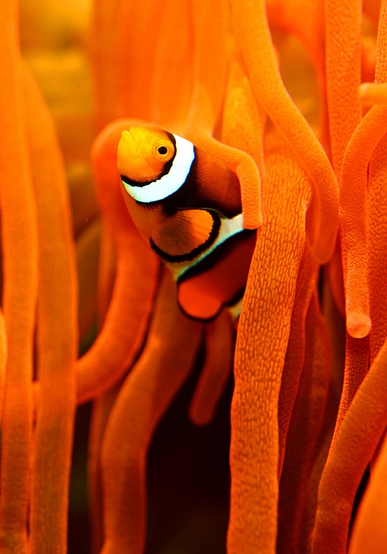 Photo:  Nemo